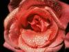 Drops 012
